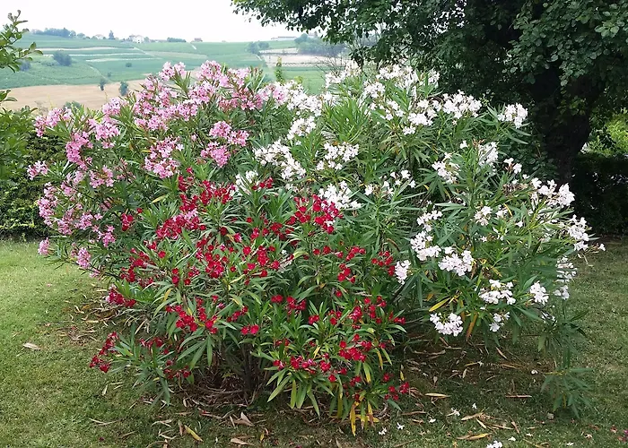 Gasthuis Bricco San Giovanni